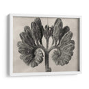 Blossfeldt Botanical Viii - Karl Blossfeldt | Cuadro decorativo de Canvas Lab