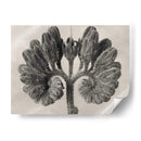 Blossfeldt Botanical Viii - Karl Blossfeldt | Cuadro decorativo de Canvas Lab