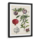 Composición De La Granada I - Naomi McCavitt | Cuadro decorativo de Canvas Lab