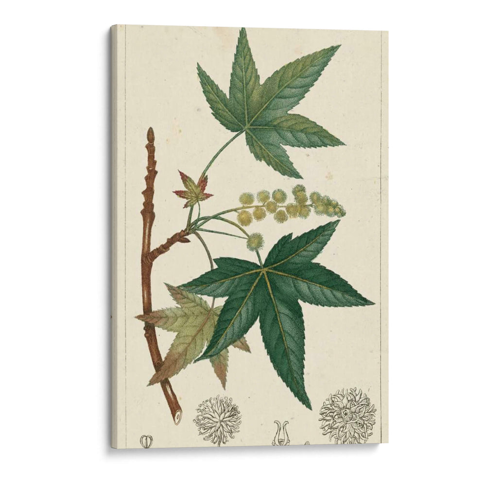 Turpin Maple Tree - Turpin | Cuadro decorativo de Canvas Lab