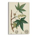 Turpin Maple Tree - Turpin | Cuadro decorativo de Canvas Lab