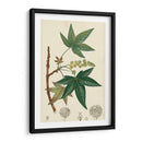 Turpin Maple Tree - Turpin | Cuadro decorativo de Canvas Lab