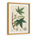 Turpin Maple Tree - Turpin | Cuadro decorativo de Canvas Lab