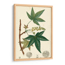 Turpin Maple Tree - Turpin | Cuadro decorativo de Canvas Lab