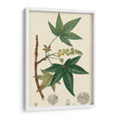 Turpin Maple Tree - Turpin | Cuadro decorativo de Canvas Lab