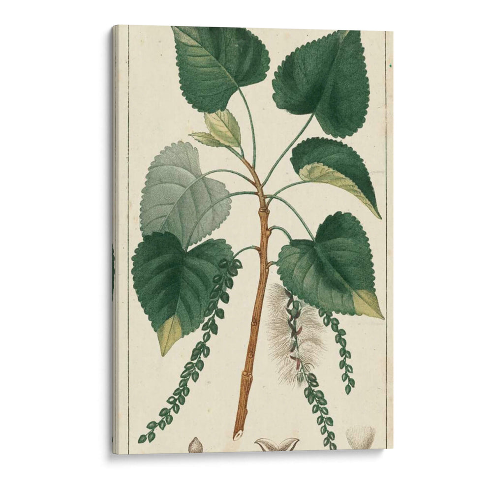 Árbol De Álamo De Turpin - Turpin | Cuadro decorativo de Canvas Lab
