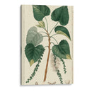 Árbol De Álamo De Turpin - Turpin | Cuadro decorativo de Canvas Lab