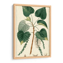 Árbol De Álamo De Turpin - Turpin | Cuadro decorativo de Canvas Lab