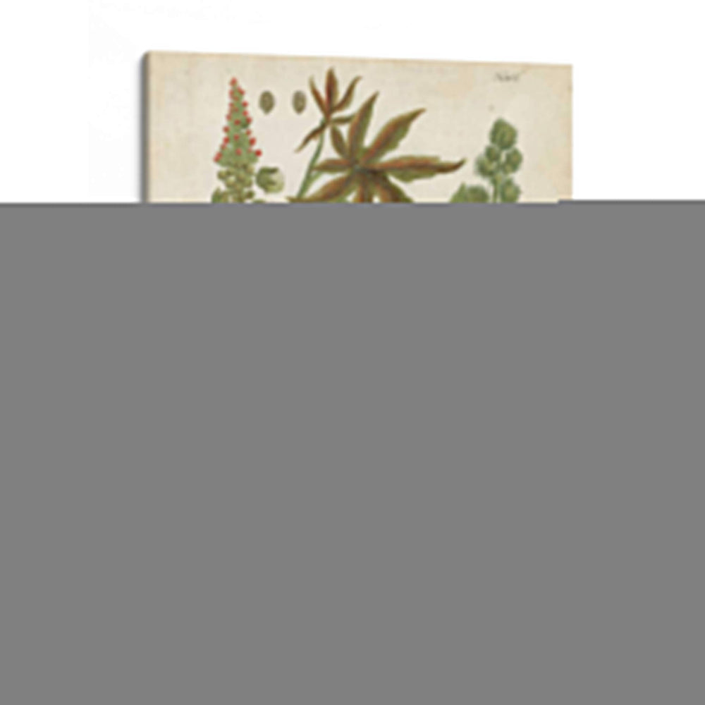 Plantas Tropicales Weinmann I - Johann Weinmann | Cuadro decorativo de Canvas Lab