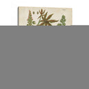 Plantas Tropicales Weinmann I - Johann Weinmann | Cuadro decorativo de Canvas Lab