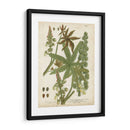 Plantas Tropicales Weinmann I - Johann Weinmann | Cuadro decorativo de Canvas Lab