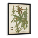 Plantas Tropicales Weinmann I - Johann Weinmann | Cuadro decorativo de Canvas Lab