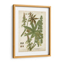 Plantas Tropicales Weinmann I - Johann Weinmann | Cuadro decorativo de Canvas Lab