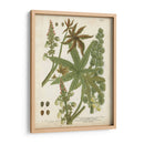 Plantas Tropicales Weinmann I - Johann Weinmann | Cuadro decorativo de Canvas Lab