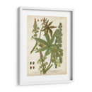 Plantas Tropicales Weinmann I - Johann Weinmann | Cuadro decorativo de Canvas Lab