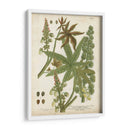 Plantas Tropicales Weinmann I - Johann Weinmann | Cuadro decorativo de Canvas Lab