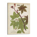 Plantas Tropicas De Weinmann Ii - Johann Weinmann | Cuadro decorativo de Canvas Lab