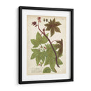 Plantas Tropicas De Weinmann Ii - Johann Weinmann | Cuadro decorativo de Canvas Lab