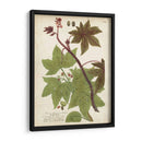 Plantas Tropicas De Weinmann Ii - Johann Weinmann | Cuadro decorativo de Canvas Lab