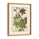 Plantas Tropicas De Weinmann Ii - Johann Weinmann | Cuadro decorativo de Canvas Lab