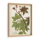 Plantas Tropicas De Weinmann Ii - Johann Weinmann | Cuadro decorativo de Canvas Lab