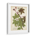 Plantas Tropicas De Weinmann Ii - Johann Weinmann | Cuadro decorativo de Canvas Lab