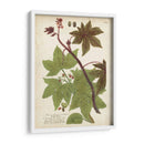 Plantas Tropicas De Weinmann Ii - Johann Weinmann | Cuadro decorativo de Canvas Lab