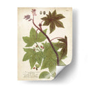 Plantas Tropicas De Weinmann Ii - Johann Weinmann | Cuadro decorativo de Canvas Lab
