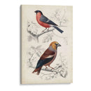 D Orbigny Birds Iv - M. Charles D Orbigny | Cuadro decorativo de Canvas Lab