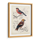 D Orbigny Birds Iv - M. Charles D Orbigny | Cuadro decorativo de Canvas Lab