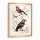 D Orbigny Birds Iv - M. Charles D Orbigny | Cuadro decorativo de Canvas Lab