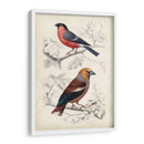 D Orbigny Birds Iv - M. Charles D Orbigny | Cuadro decorativo de Canvas Lab