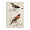 D Orbigny Birds Vi - M. Charles D Orbigny | Cuadro decorativo de Canvas Lab