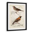 D Orbigny Birds Vi - M. Charles D Orbigny | Cuadro decorativo de Canvas Lab