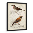 D Orbigny Birds Vi - M. Charles D Orbigny | Cuadro decorativo de Canvas Lab