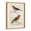 D Orbigny Birds Vi - M. Charles D Orbigny | Cuadro decorativo de Canvas Lab