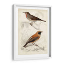 D Orbigny Birds Vi - M. Charles D Orbigny | Cuadro decorativo de Canvas Lab