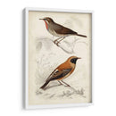 D Orbigny Birds Vi - M. Charles D Orbigny | Cuadro decorativo de Canvas Lab