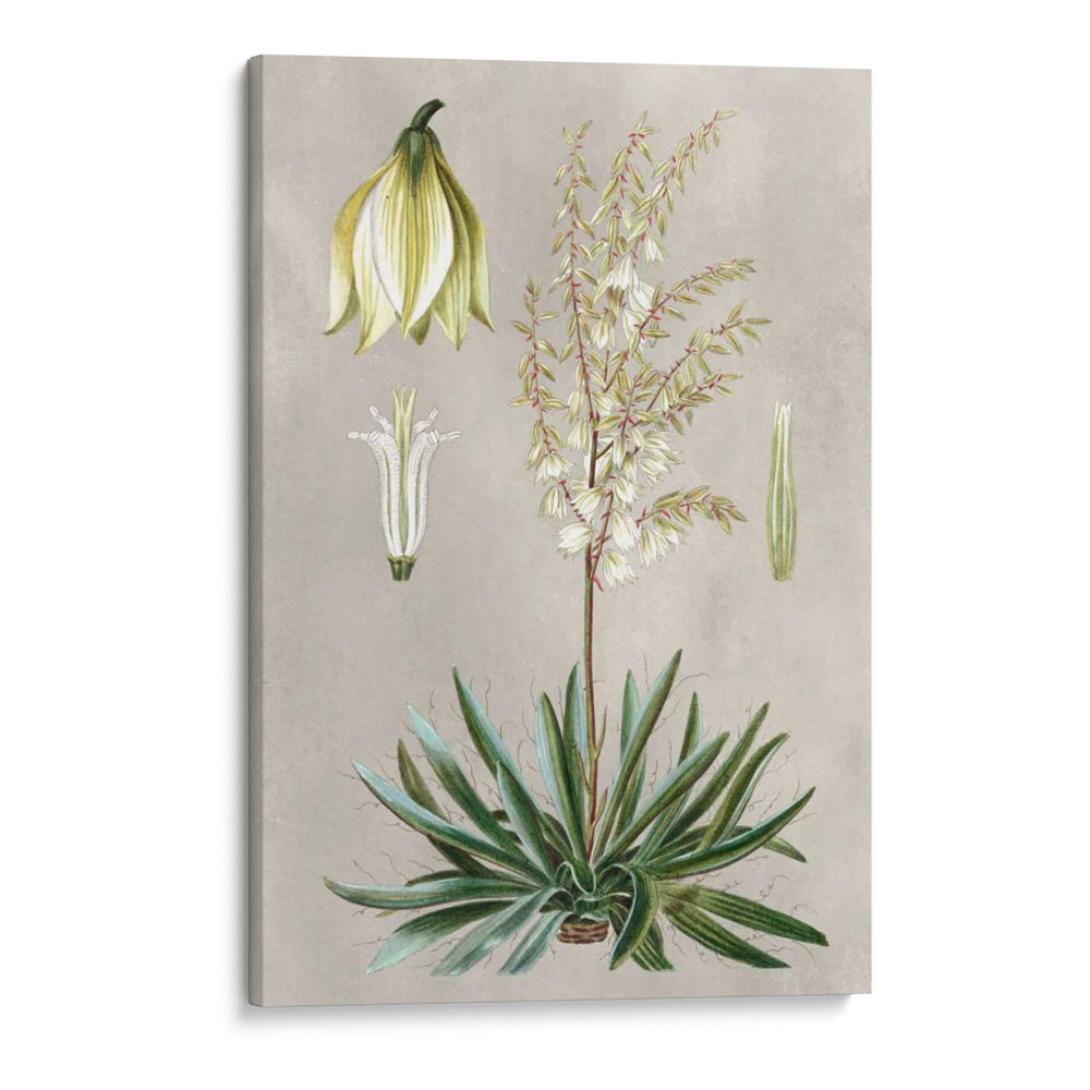 Variedades Tropicales I - Pancrace Bessa | Cuadro decorativo de Canvas Lab