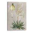 Variedades Tropicales I - Pancrace Bessa | Cuadro decorativo de Canvas Lab