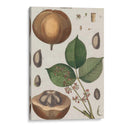 Exótico Botanique Iii - Vision Studio | Cuadro decorativo de Canvas Lab