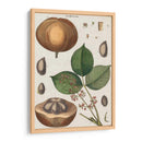 Exótico Botanique Iii - Vision Studio | Cuadro decorativo de Canvas Lab