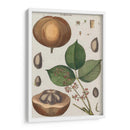 Exótico Botanique Iii - Vision Studio | Cuadro decorativo de Canvas Lab