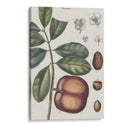 Exótico Botanique Iv - Vision Studio | Cuadro decorativo de Canvas Lab