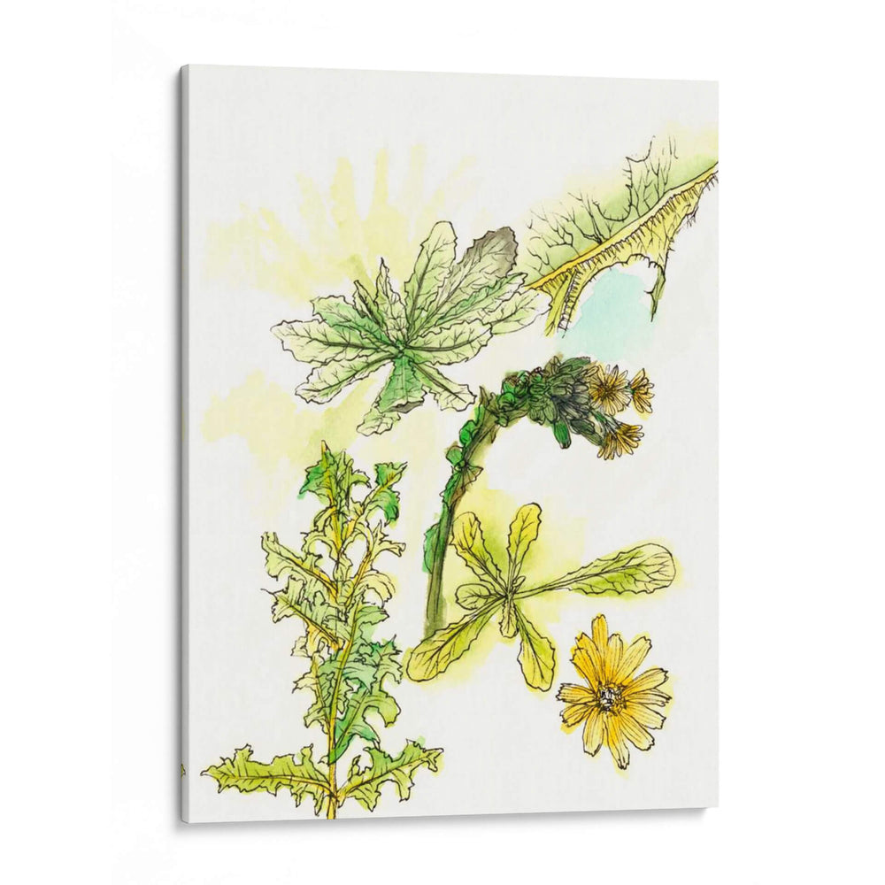 Notas De Campo Floral V - Melissa Wang | Cuadro decorativo de Canvas Lab
