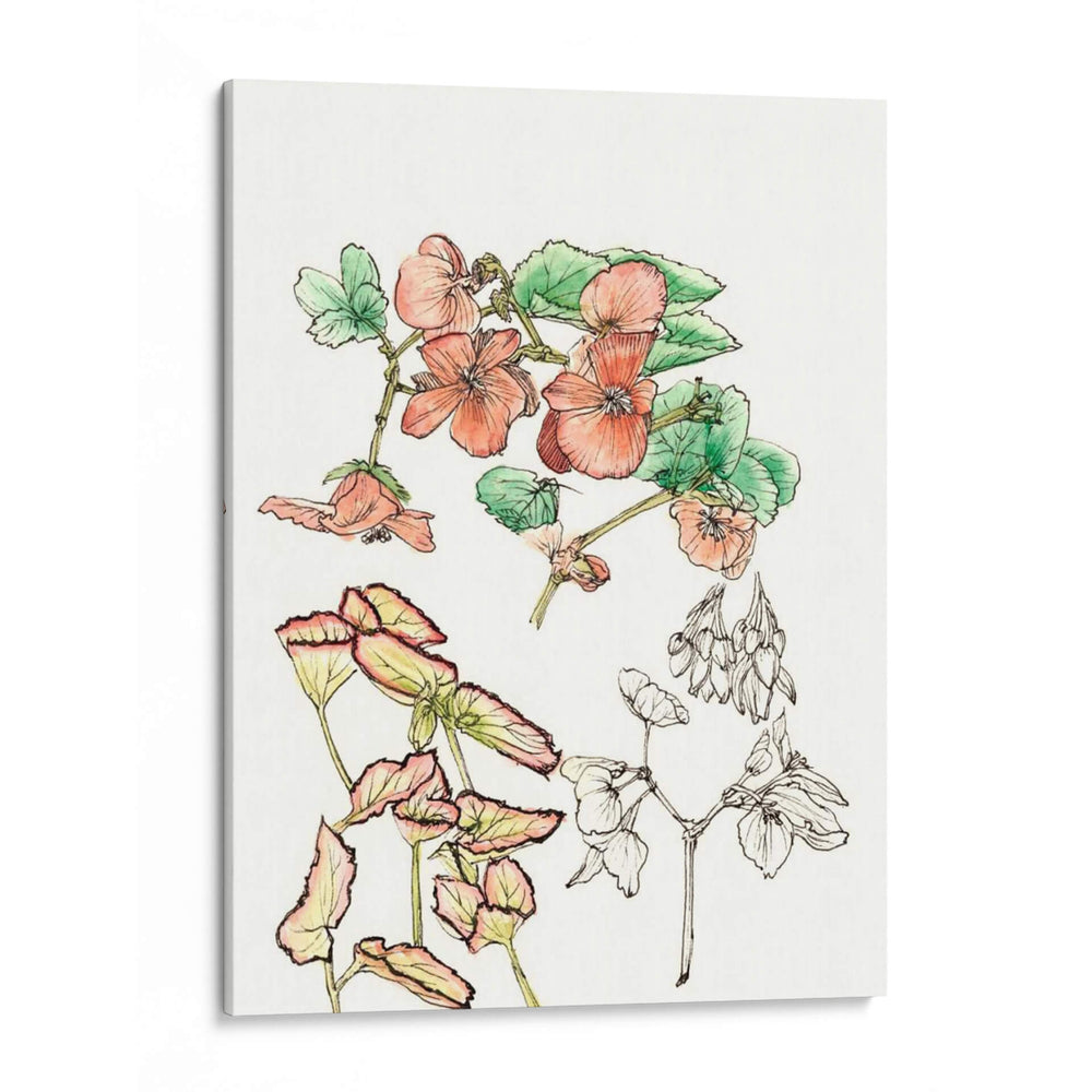 Estudio De La Begonia - Melissa Wang | Cuadro decorativo de Canvas Lab