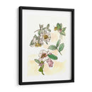 Estudio De Camelia - Melissa Wang | Cuadro decorativo de Canvas Lab