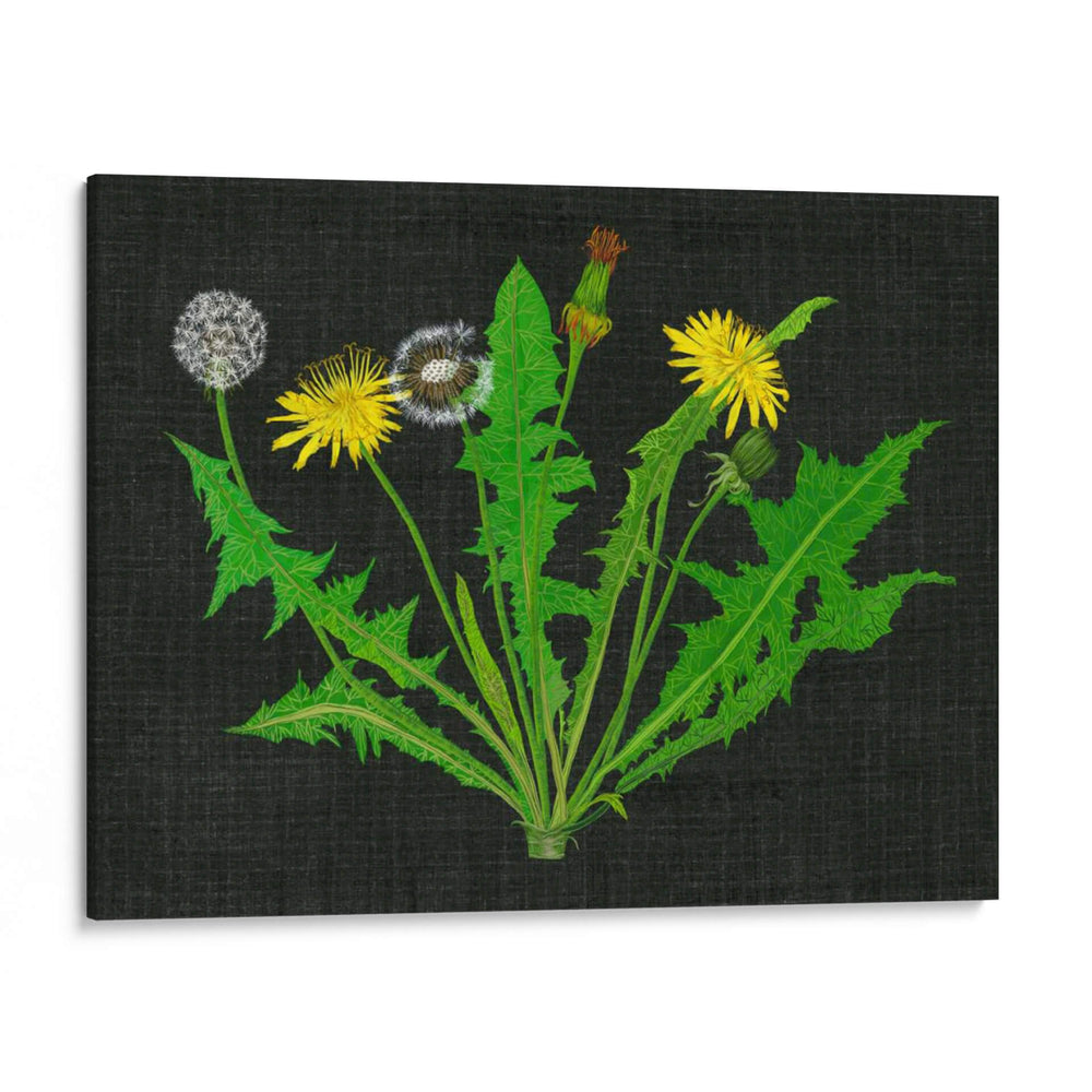 Diente De León Salvaje I - Melissa Wang | Cuadro decorativo de Canvas Lab