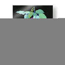 Jade Vine I - Melissa Wang | Cuadro decorativo de Canvas Lab