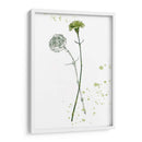 Flor De Botánica Iii - Melissa Wang | Cuadro decorativo de Canvas Lab